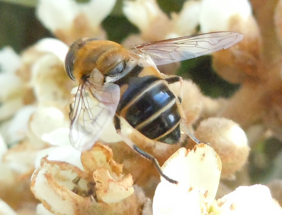 Eristalis tenax (Syrphidae)